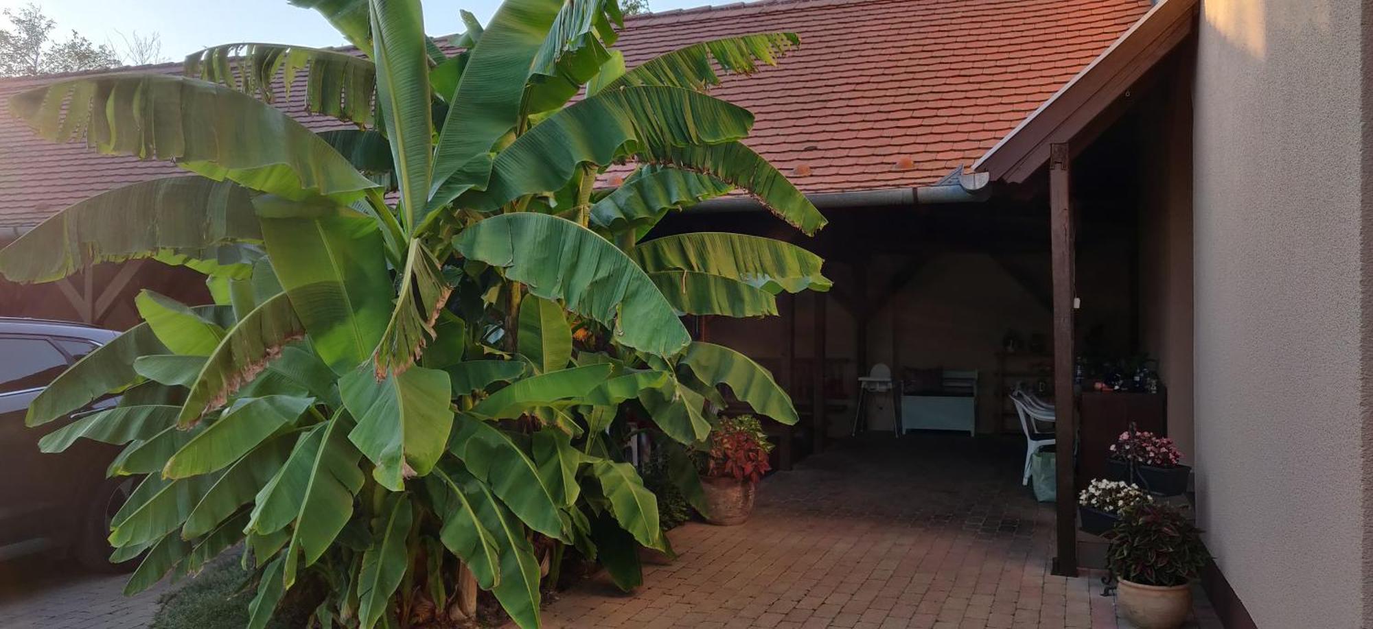 Korona Panzio Bed and Breakfast Balatonberény Exteriör bild