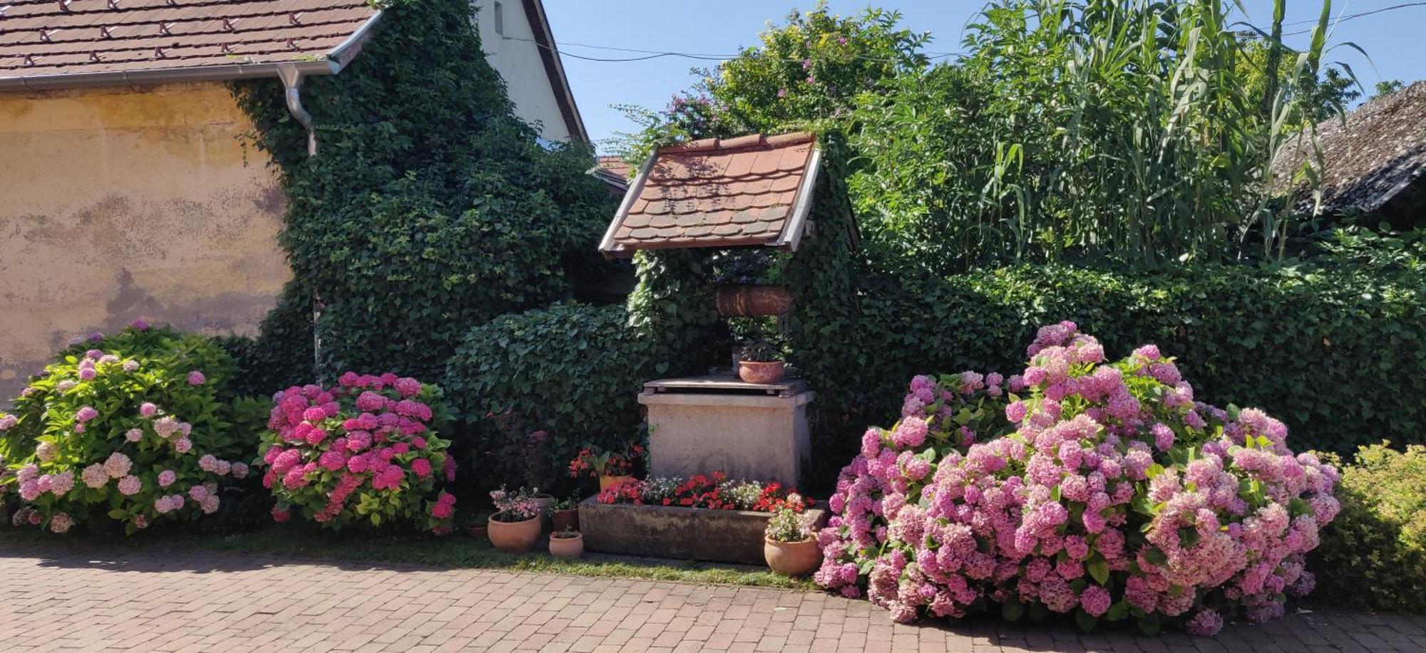 Korona Panzio Bed and Breakfast Balatonberény Exteriör bild